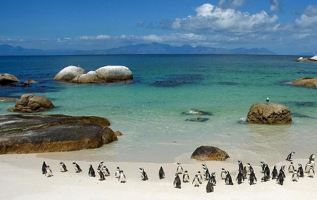 Parque Nacional Montaña de la Mesa, Ciudad del Cabo, Surafri 🗺️ Foro África 0