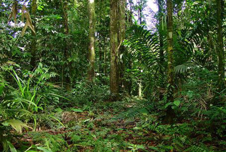 Parque Nacional Piedras Blancas, Costa Rica 🗺️ Foro América del Sur y Centroamérica 0