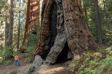 Parque Nacional Sequoia, California, EE. UU. 1