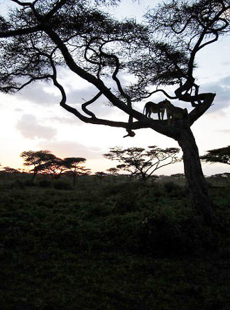 Parque Nacional Serengeti, Tanzania 0