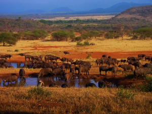 Parque Nacional Serengeti, Tanzania 1