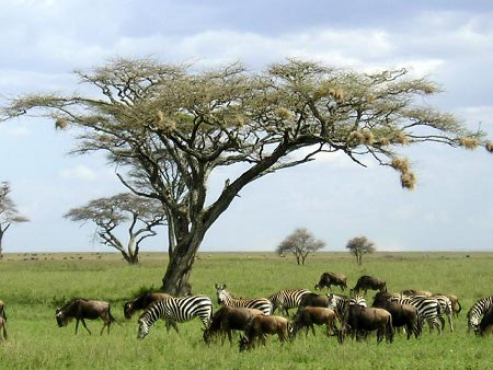 Parque Nacional Serengeti, Tanzania 0