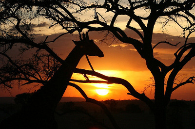 Parque Nacional Serengeti, Tanzania 1