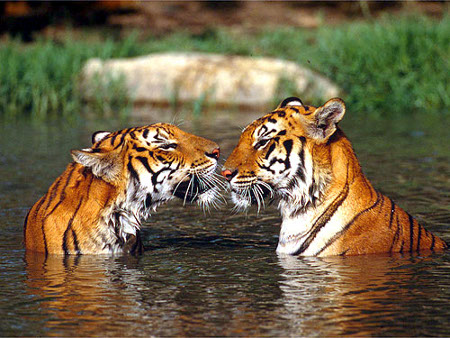 Parque Nacional Shivpuri, Madhya Pradesh, India 1