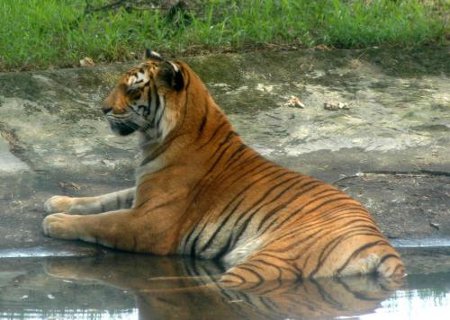 Parque Nacional Shivpuri, Madhya Pradesh, India 0