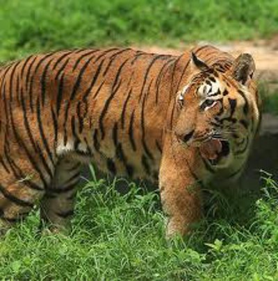 Parque Nacional de Simlipal, Orissa, India 1