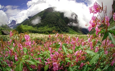 Parque Naciona del Valle de las Flores, Uttranchal, India 0