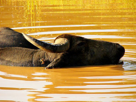 Parque Nacional Yala, Sri Lanka 0