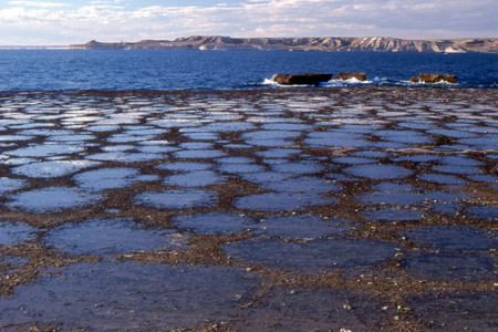 Peninsula Valdes, Chubut, Argentina 0