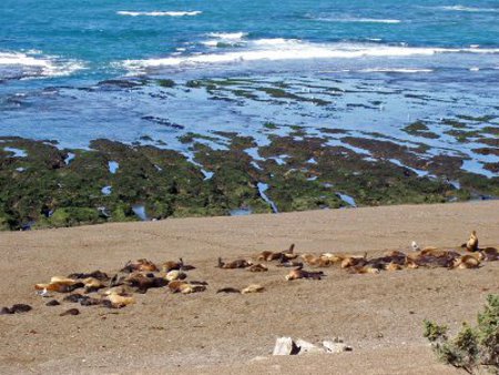 Peninsula Valdes, Chubut, Argentina 1