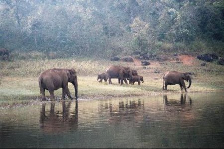 Santuario Natural Periyar, Kerala, India 0