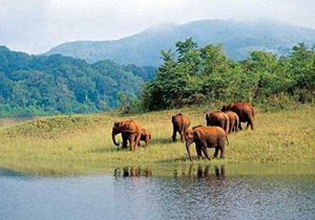 Santuario Natural Periyar, Kerala, India 1