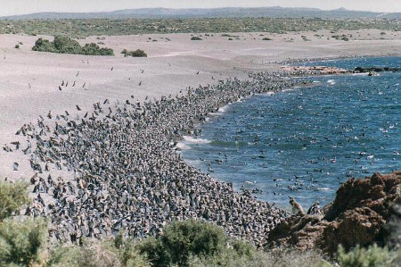 Pinguinera Punto Tombo, Chubut, Argentina 0