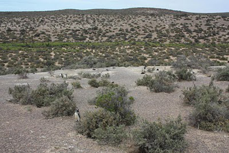 Pinguinera Punto Tombo, Chubut, Argentina 🗺️ Foro América del Sur y Centroamérica 0