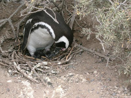 Pinguinera Punto Tombo, Chubut, Argentina 1