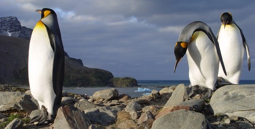 GEORGIA DEL SUR-Paraíso del Pingüino 0