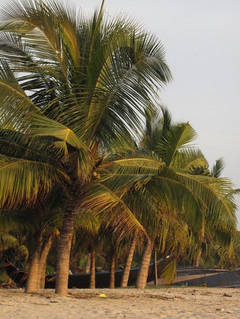 Playa allepey, Kerala, India 🗺️ Foro Asia 0