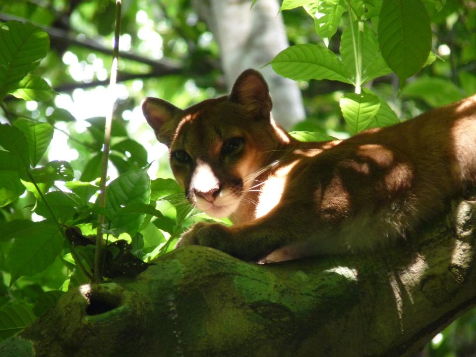 Parque nacional Corcovado 2