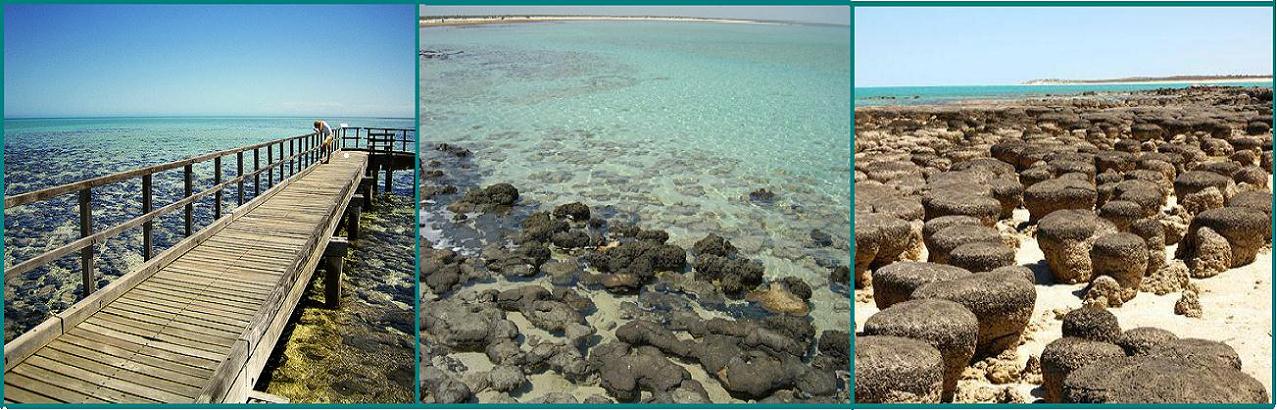 Reserva Marina Natural en Hamelin Pool Australia 1 - Archivo del Concurso de Geolocalizacion