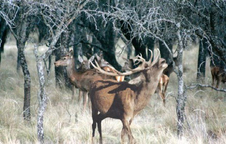 Reserva Nacional Parque Luro, La Pampa, Argentina 🗺️ Foro América del Sur y Centroamérica 0