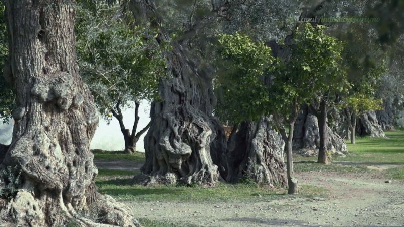 Órgiva, Granada, Andalucía ⚠️ Ultimas opiniones 1