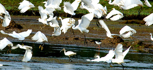 Santuario de Aves de Thattekadu, Kerala, India 0