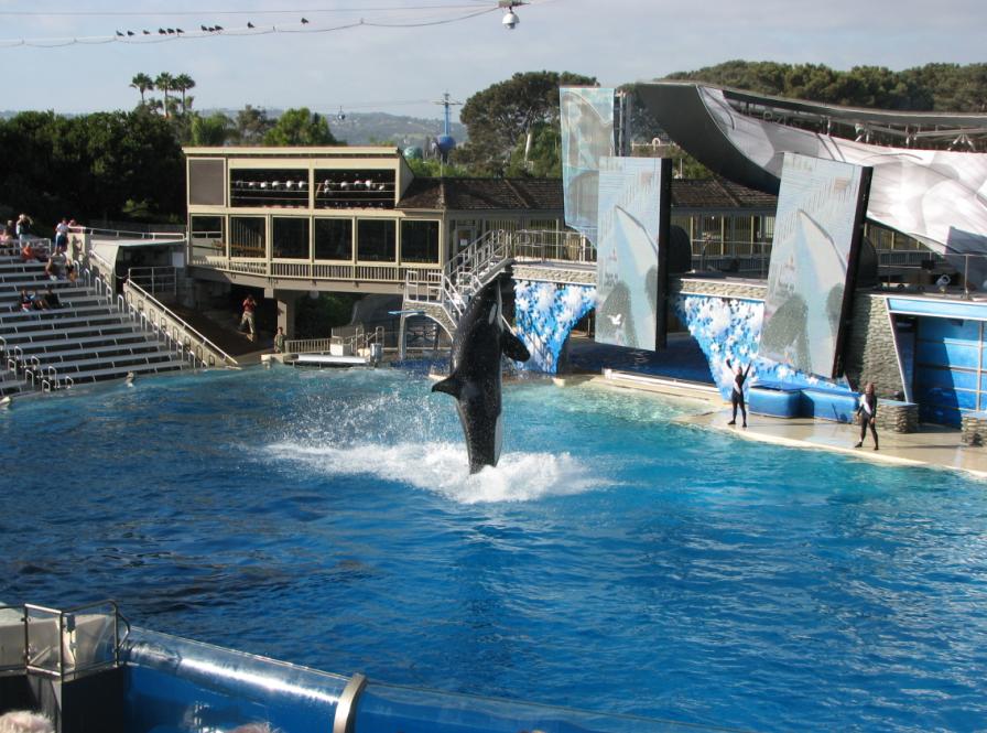 Ballena-orca pillada saltando en el aire 0