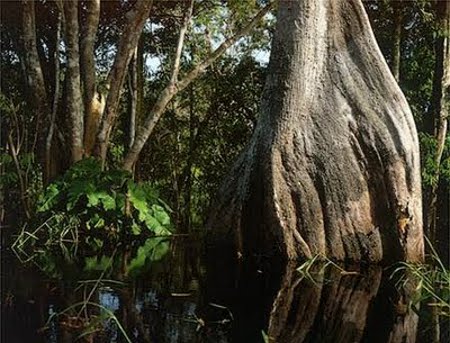 Selva Amazónica, Brasil 🗺️ Foro América del Sur y Centroamérica 0