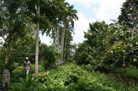 Selva Amazónica, Brasil 1