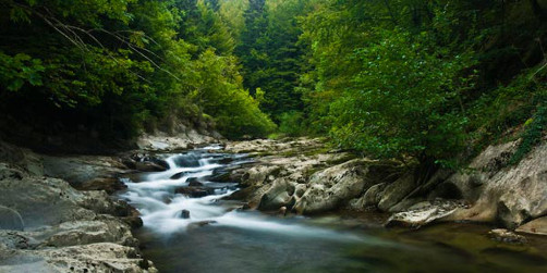 Selva de Irati, Navarra 1