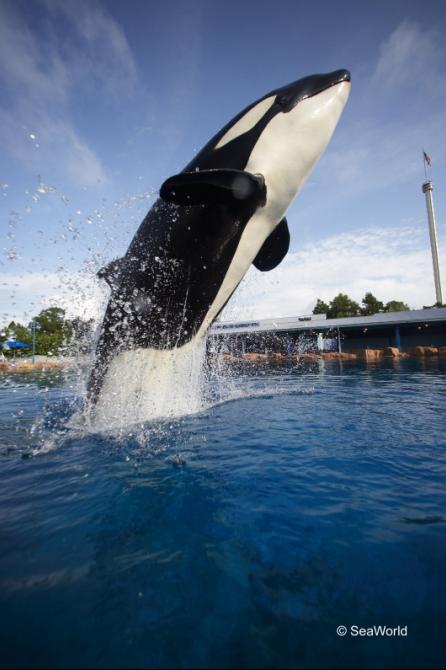 Ballena-orca pillada saltando en el aire 1