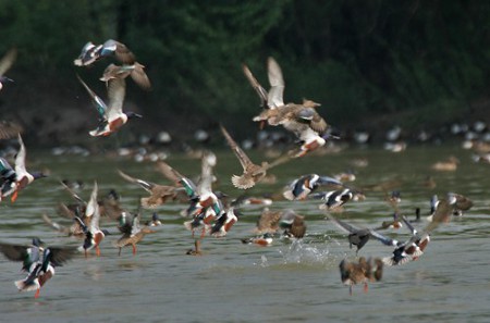 Sultanpur, Uttar Pradesh, India 0