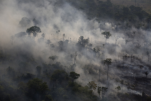 AMAZONIA 🗺️ Foro Clima, Naturaleza, Ecologia y Medio Ambiente 0