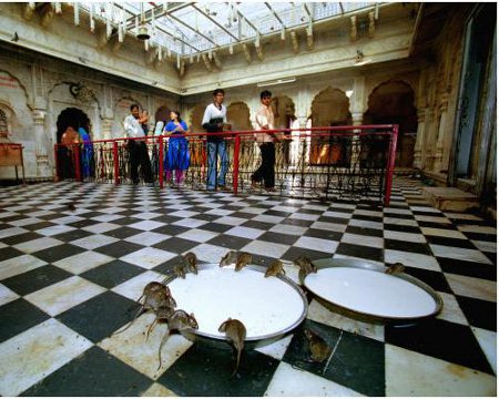 Templo de Karni Mata, Desnoke, India 2