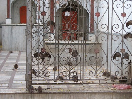 Templo de Karni Mata, Desnoke, India 2