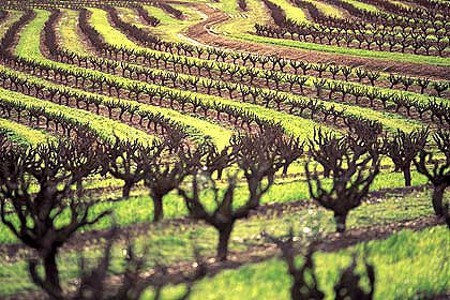 Hotel THE LOUISE, Valle de Barossa, Australia 1