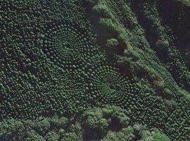 Círculos en el Bosque de Miyazaki, Japón