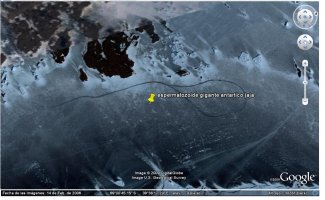espermatozoide gigante antartico jaja