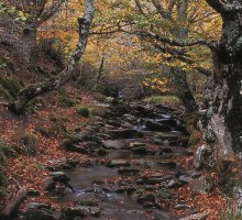 Hayedo de Tejera Negra - Guadalajara