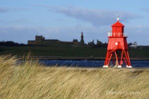 Faro HERD GROYNE