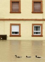 inundacion con patos