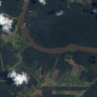 la selva decrece