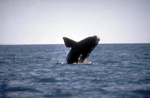 Rally Dakar Argentina-Chile