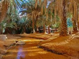 Oasis terjit, mauritania3