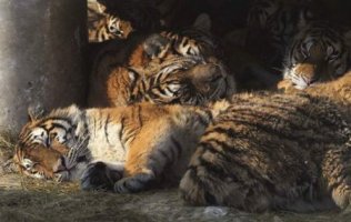 Parque del tigre siberiano, harbin, heilongjiang0