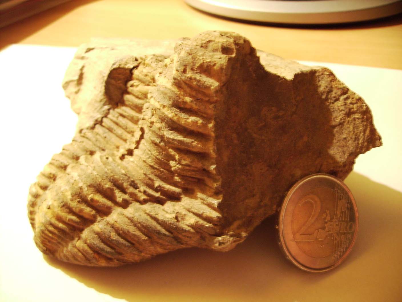 Trilobite desconocido - Restos de Fosiles y minerales (Localizacion)