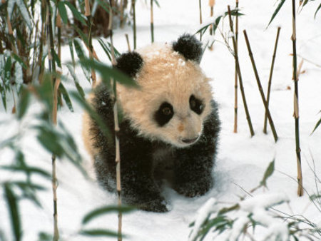 Parque Nacional de Wolong, Sichuan, China 0