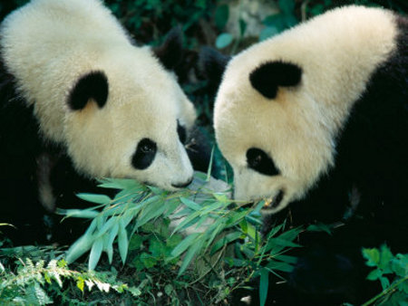 Parque Nacional de Wolong, Sichuan, China 🗺️ Foro China, el Tíbet y Taiwán 0