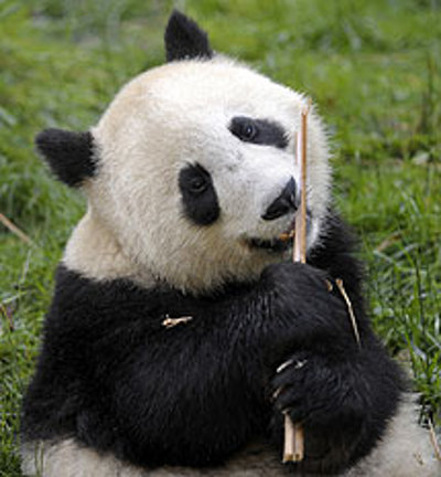 Parque Nacional de Wolong, Sichuan, China 2