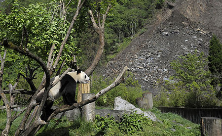 Parque Nacional de Wolong, Sichuan, China 1